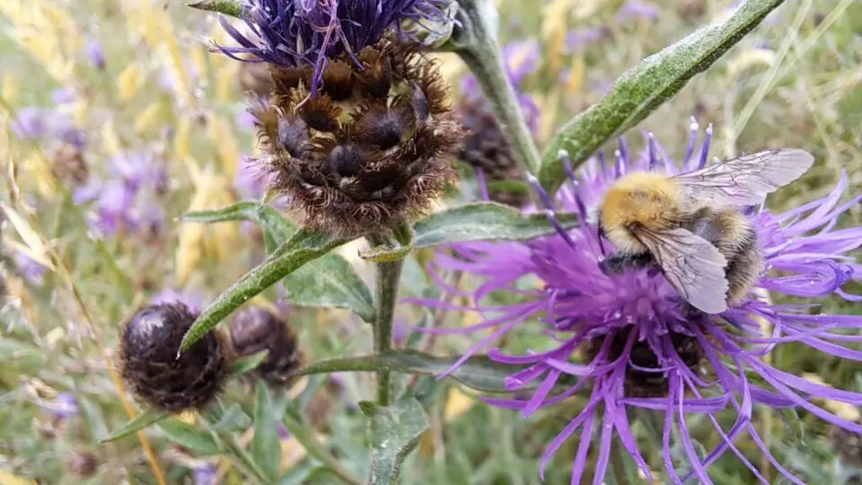 Bee on flower