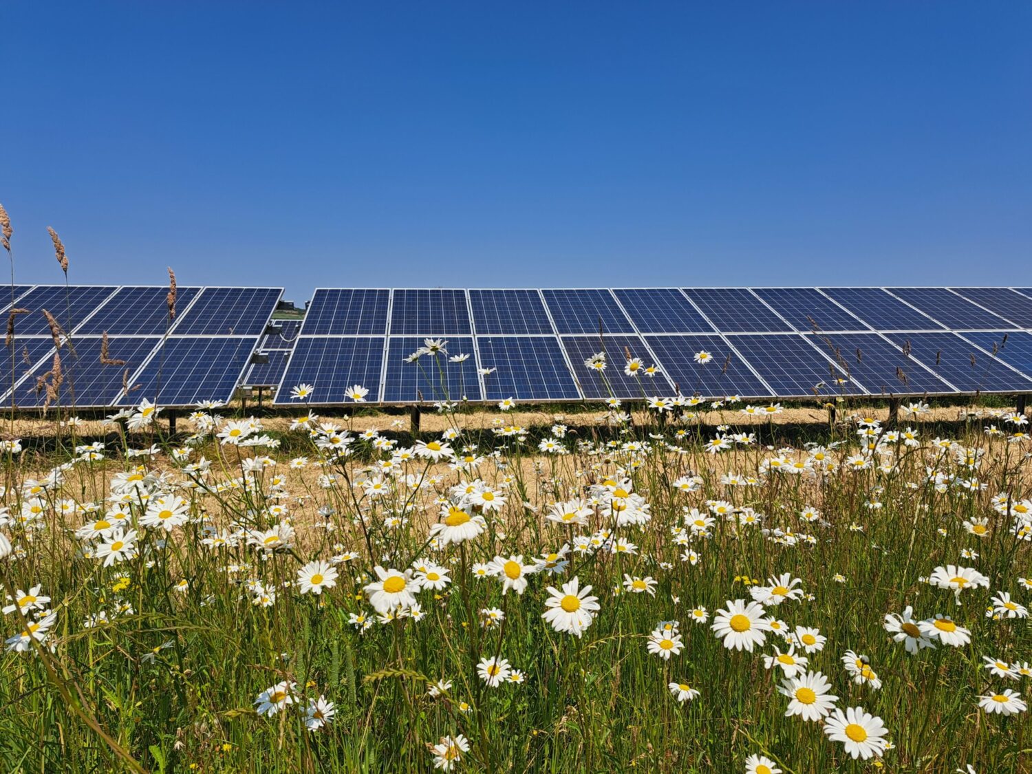 Solar farm wildflowers