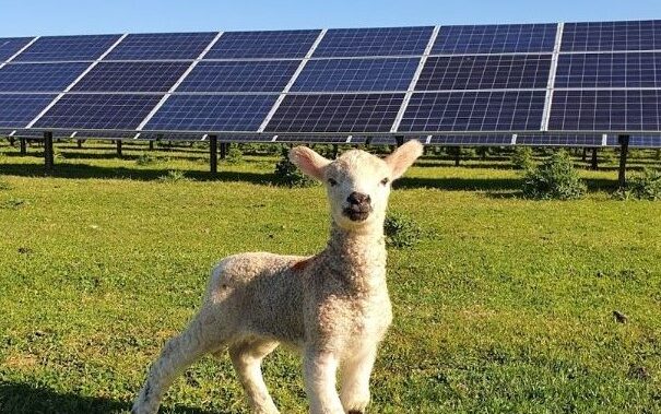 Lamb in front of solar panels